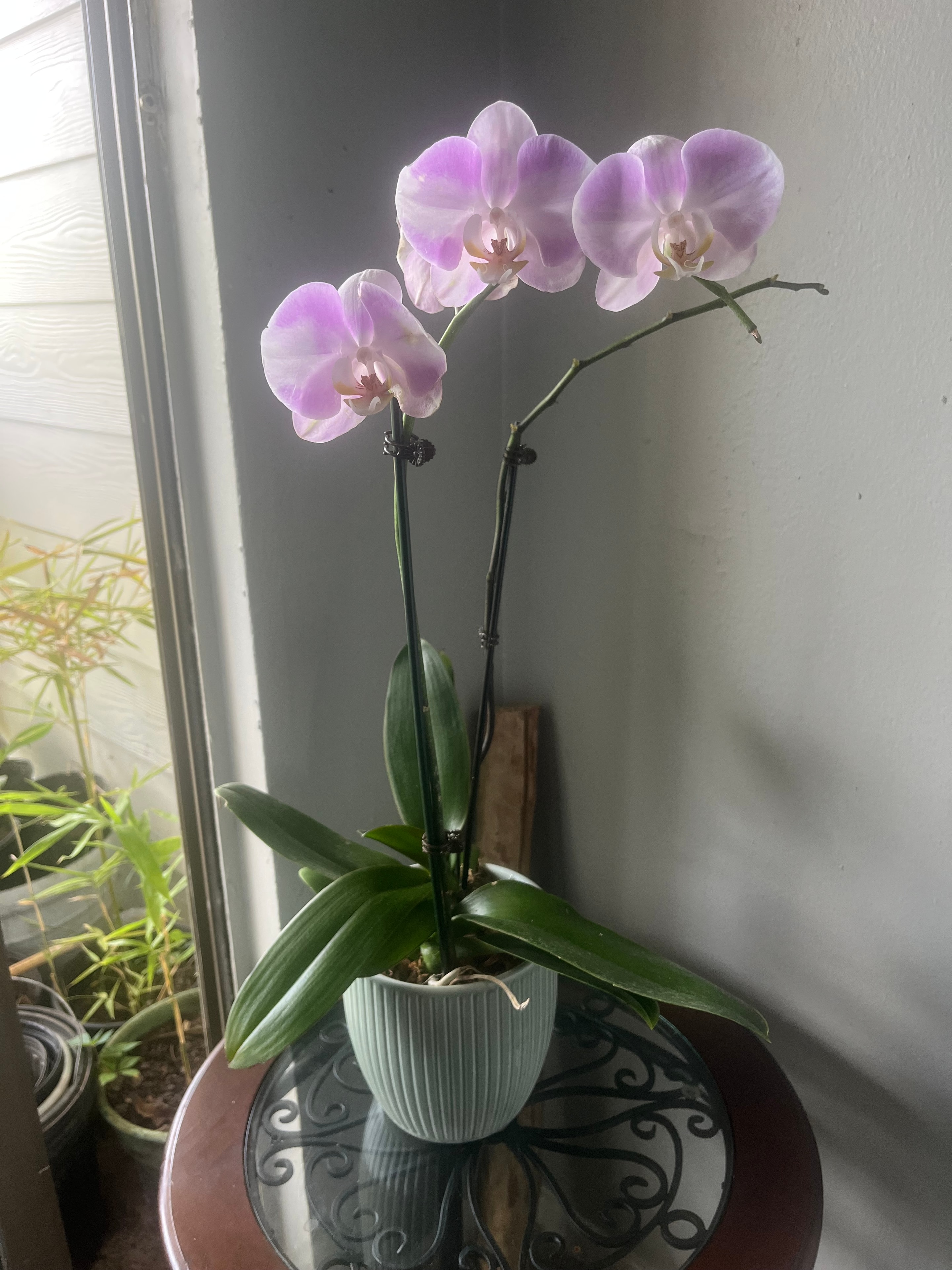 Elegant white orchid in pot