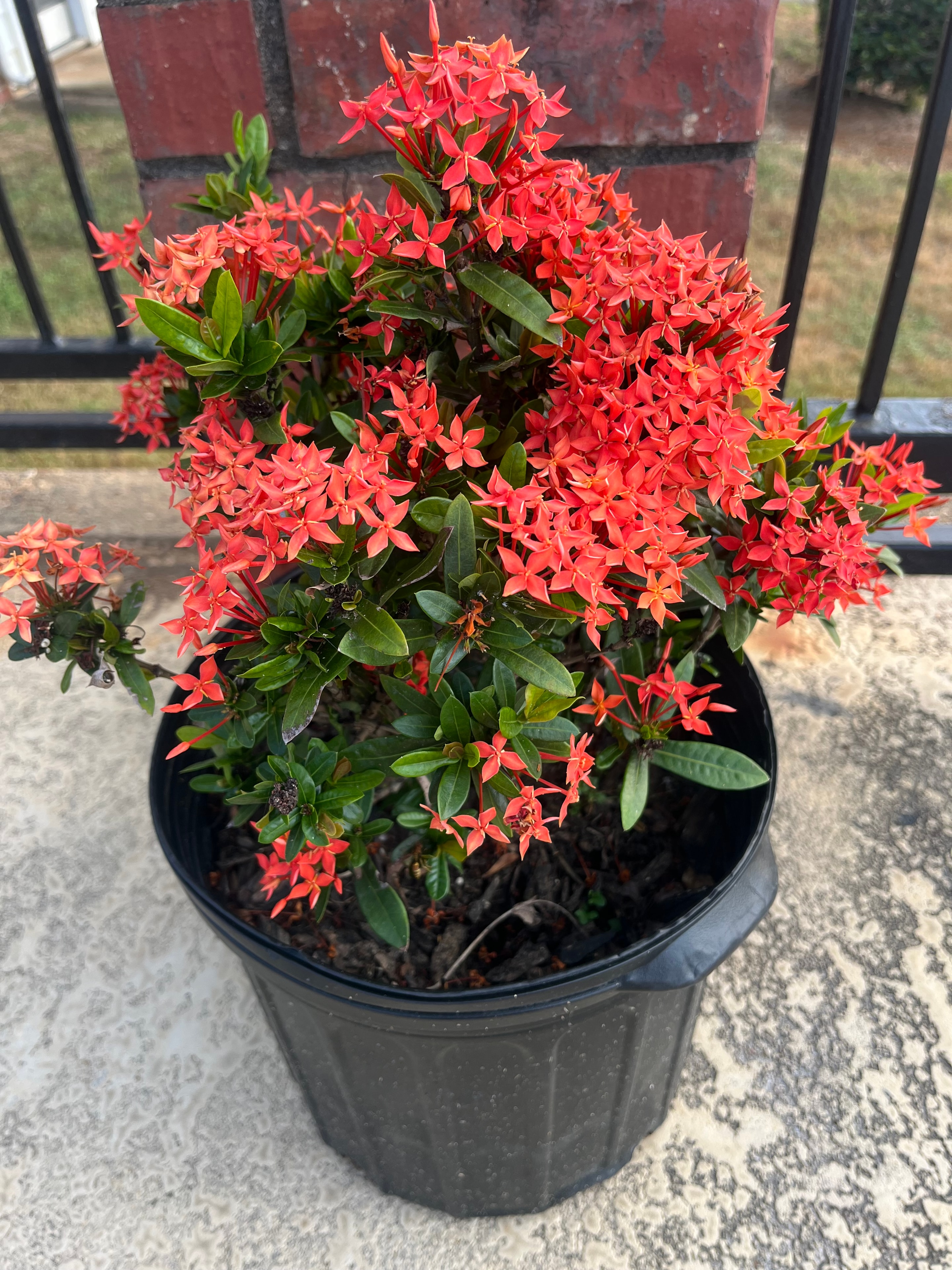 West Indian Jasmine
