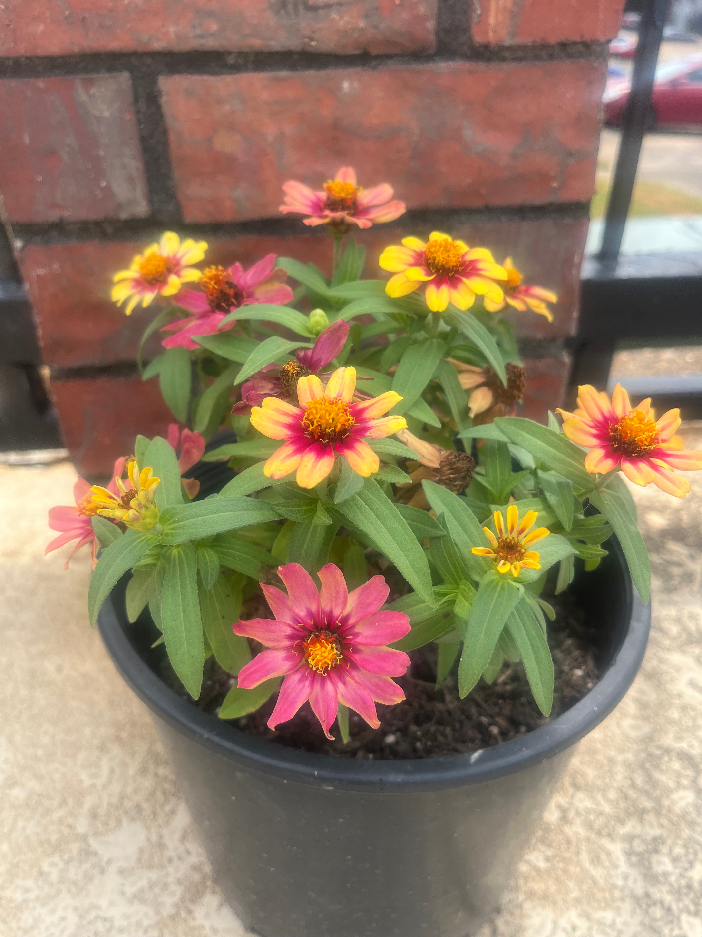 Zinnia Profusion Red Yellow Bicolor